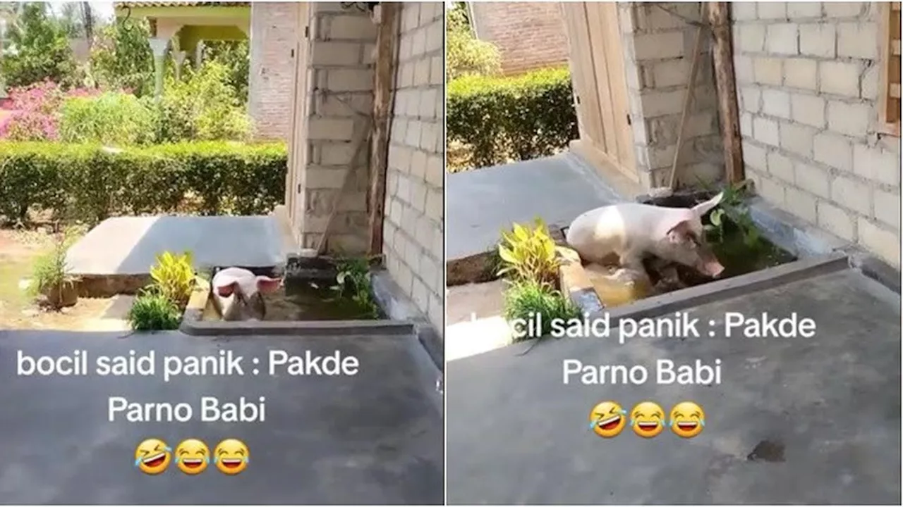 Viral Babi Main Comberan di Depan Rumah Warga, Bikin Heboh Tetangga