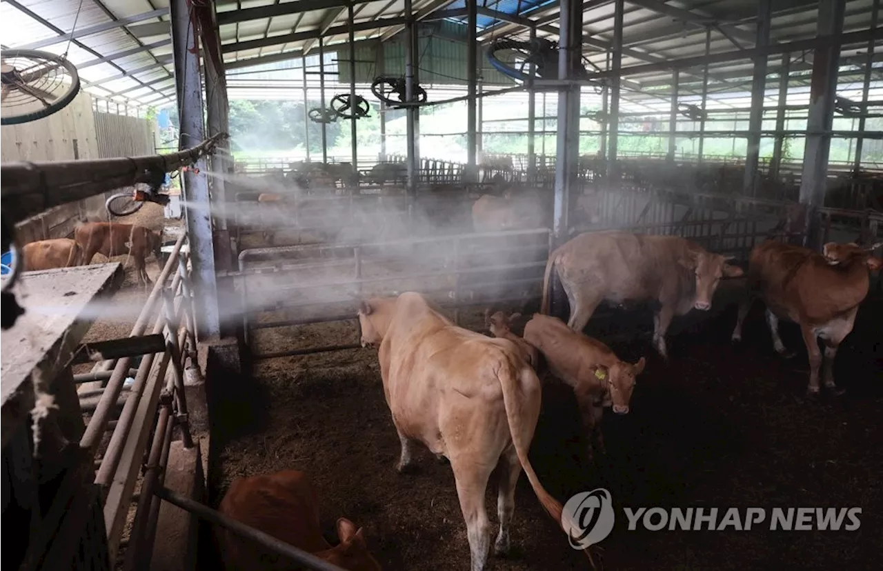 “올겨울 장보기도 겁나네”…럼피스킨병에 한우 가격 상승