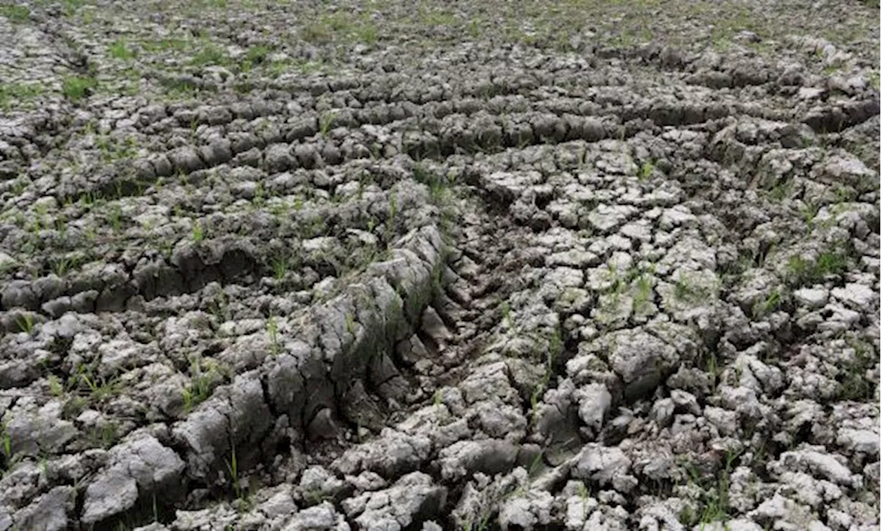 144 Hektare Sawah di Garut Alami Puso Akibat Kemarau