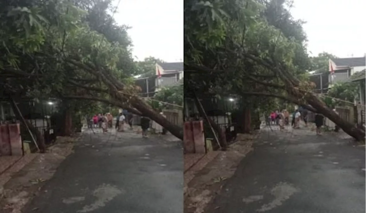 2 Pohon Besar di Depok Tumbang Timpa Rumah Warga