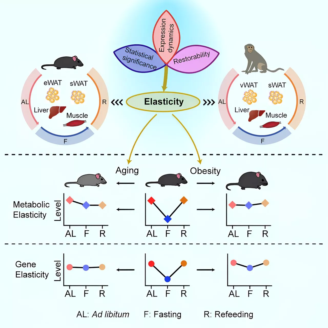 'Metabolic elasticity': New screening strategy, possible means to curb metabolic decline in aging and obesity