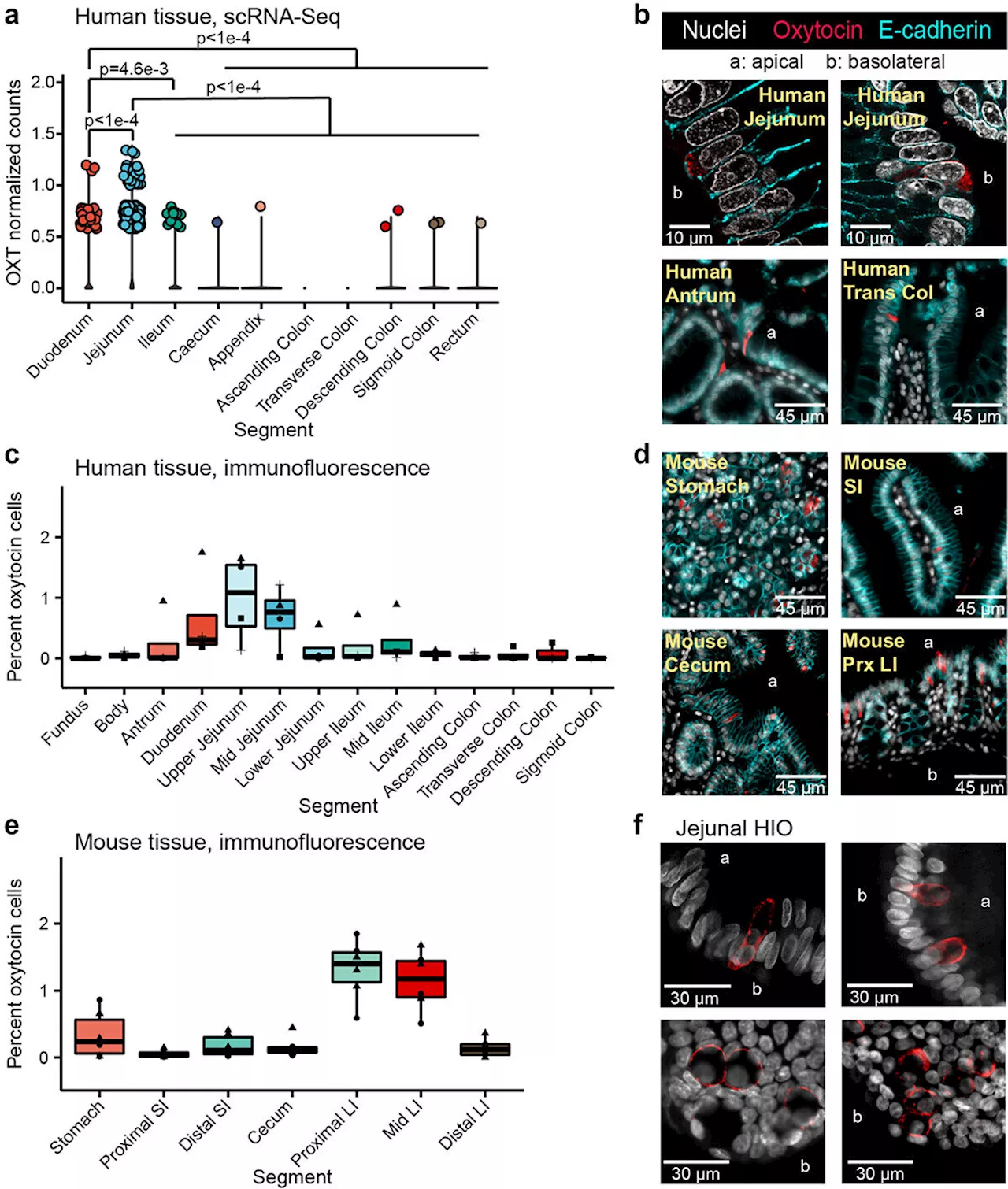 Research connecting gut bacteria and oxytocin provides a new mechanism for microbiome-promoted health benefits