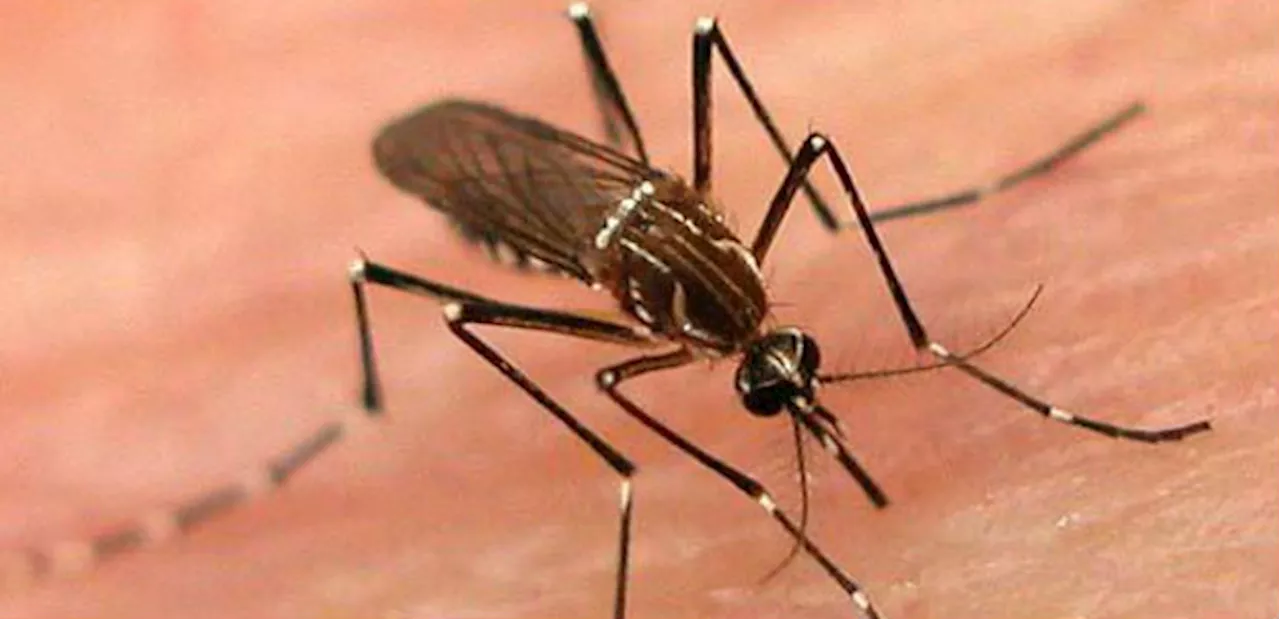 Second California case of locally acquired case of dengue virus reported in Long Beach