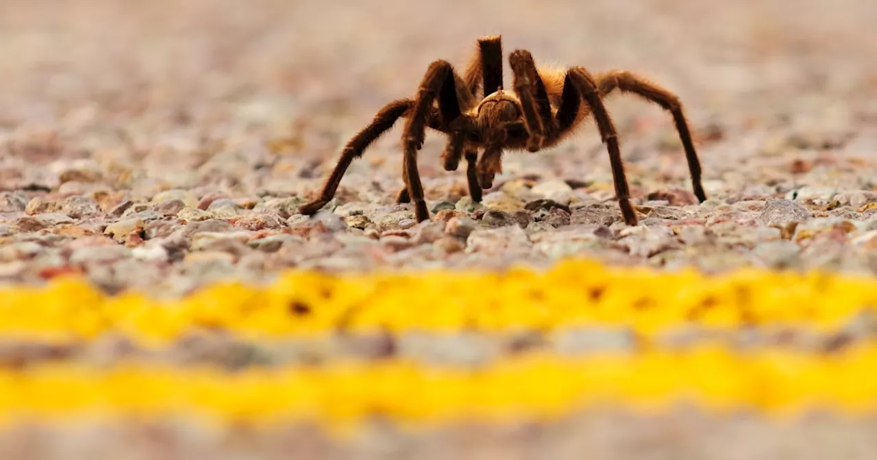 Tarantula causes traffic accident in Death Valley; 1 hospitalized