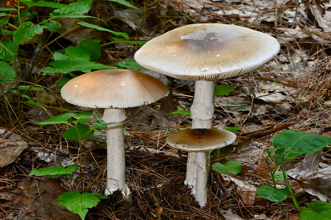 Australian woman accused of murdering 3 guests after serving them poisonous mushrooms