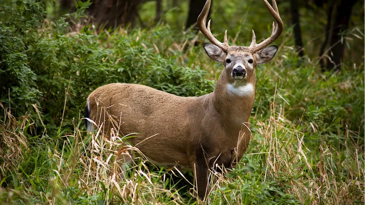 Deer hunters expecting a bounce back year after drought has led to below average seasons