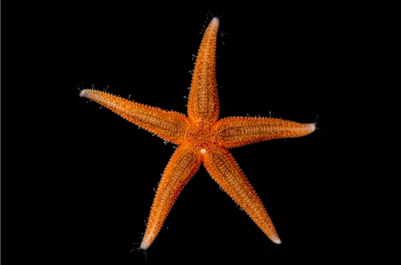 Genetically speaking, starfish have no arms—only a head