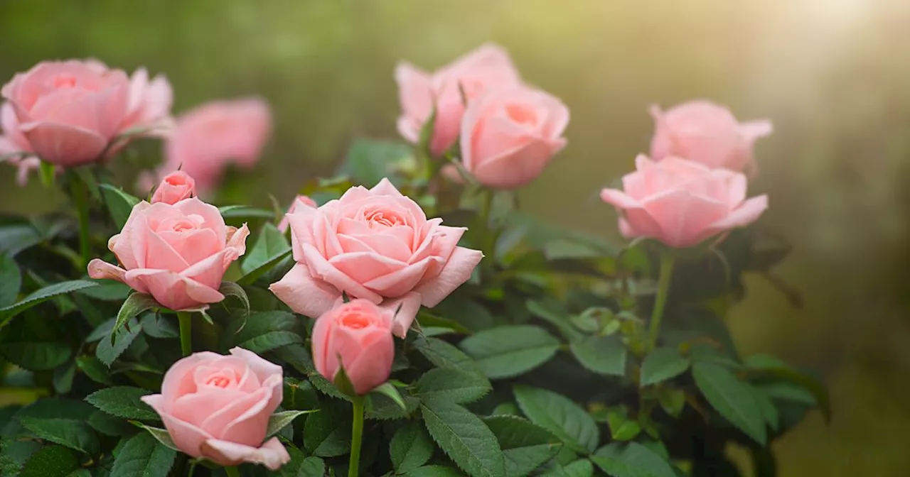 Simple potato trick will ensure a great crop of roses, garden experts say