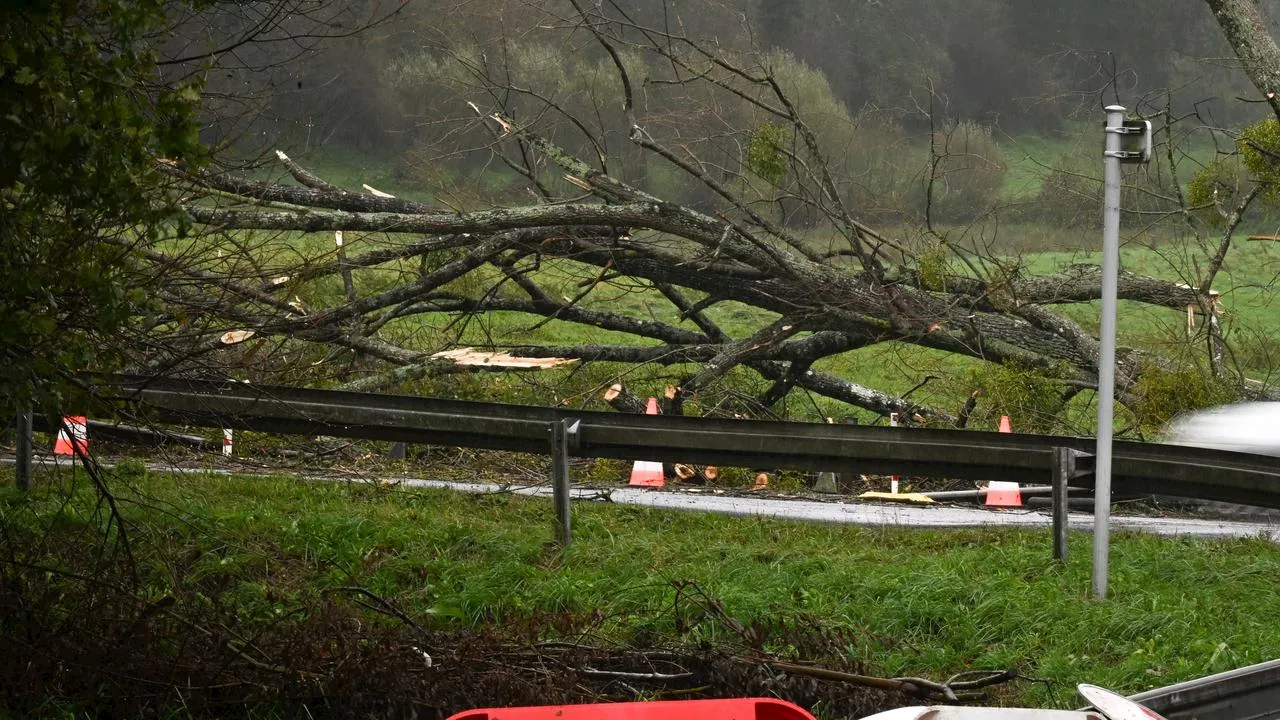 Dode door storm Ciarán in Nederland: boom valt op man (59) in Limburg