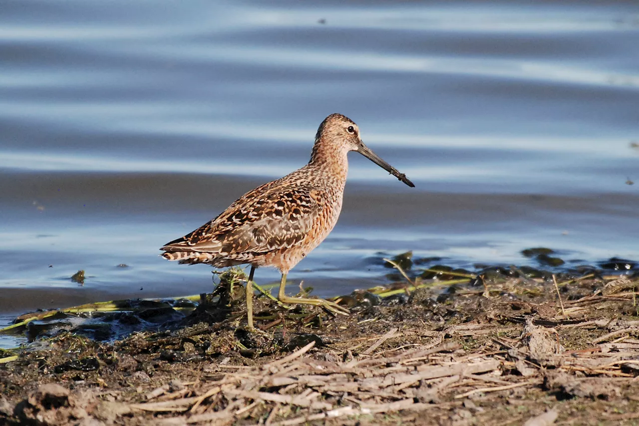 US bird society's fowl woke rebranding