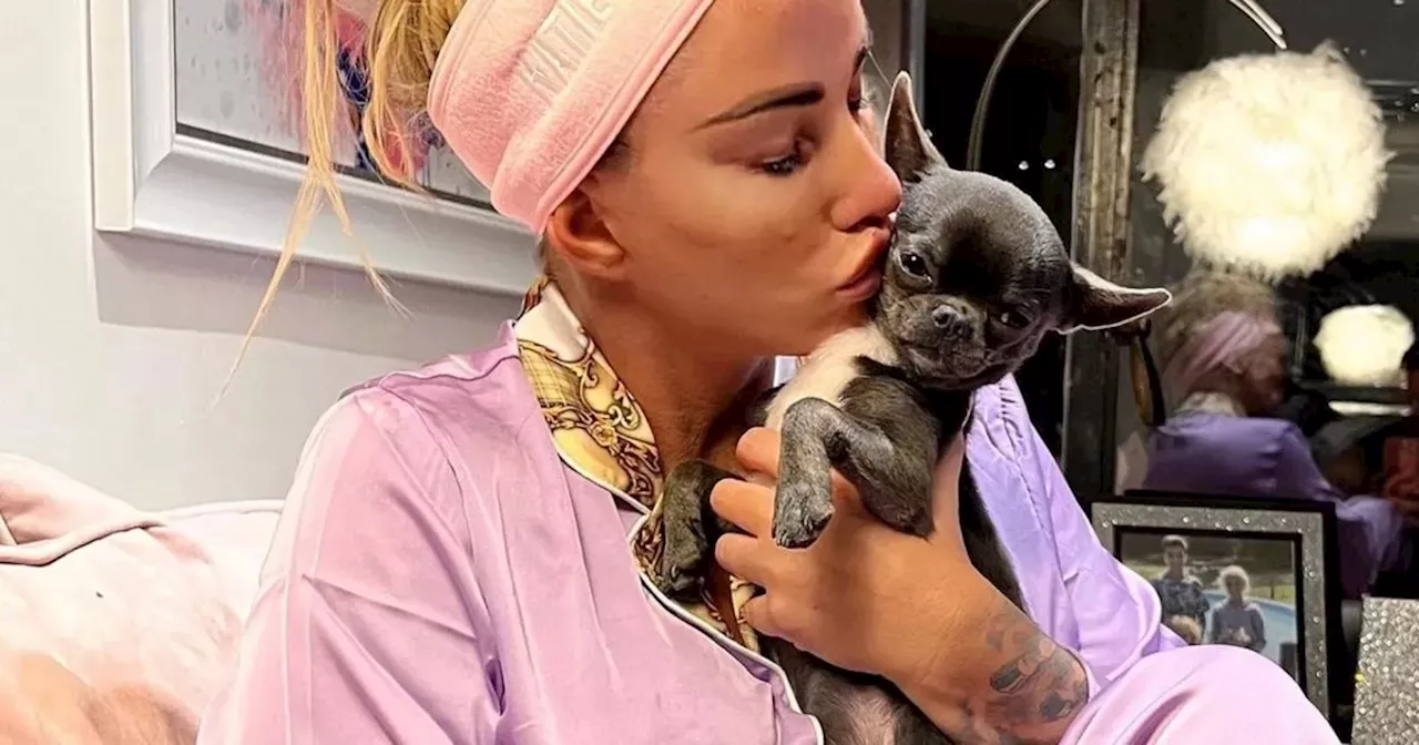 Katie Price gets 7th dog as she rescues pup after saying 'I can't have any more'