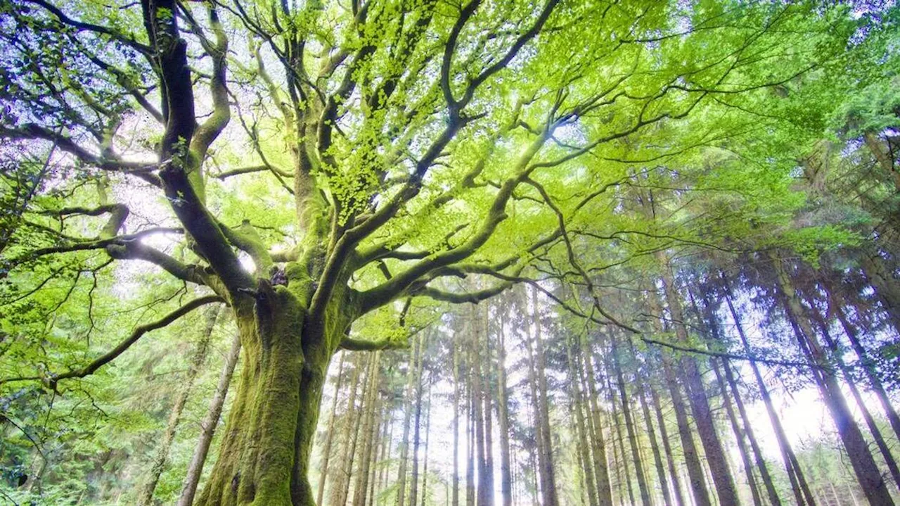 La forêt de Brocéliande pleure le hêtre de Ponthus, tricentenaire abattu par la tempête Ciaran