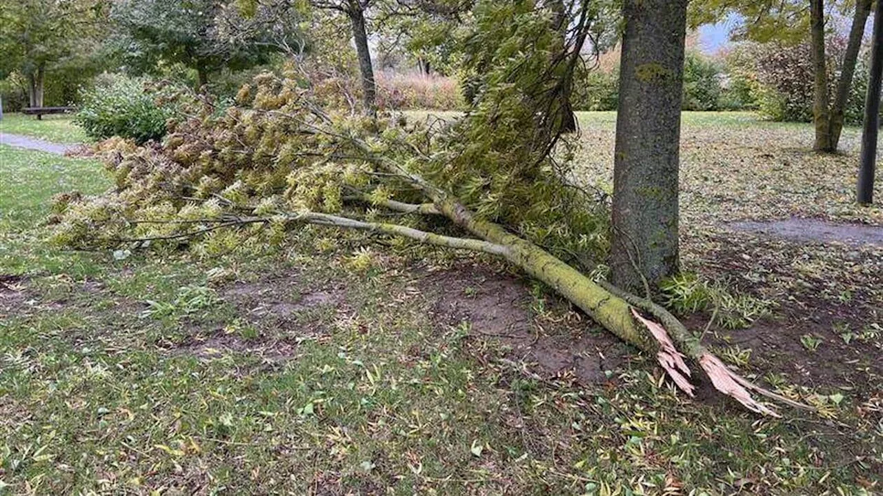 Tempête Ciaran dans l’Orne : une centaine d’interventions pour les pompiers