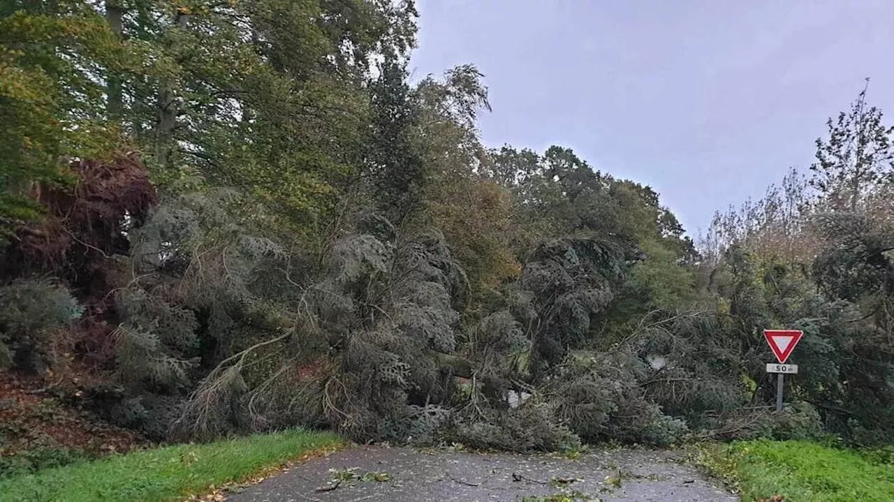 Tempête Ciaran dans les Côtes-d’Armor : à Plédran, toiture de hangar envolée et arbres déracinés