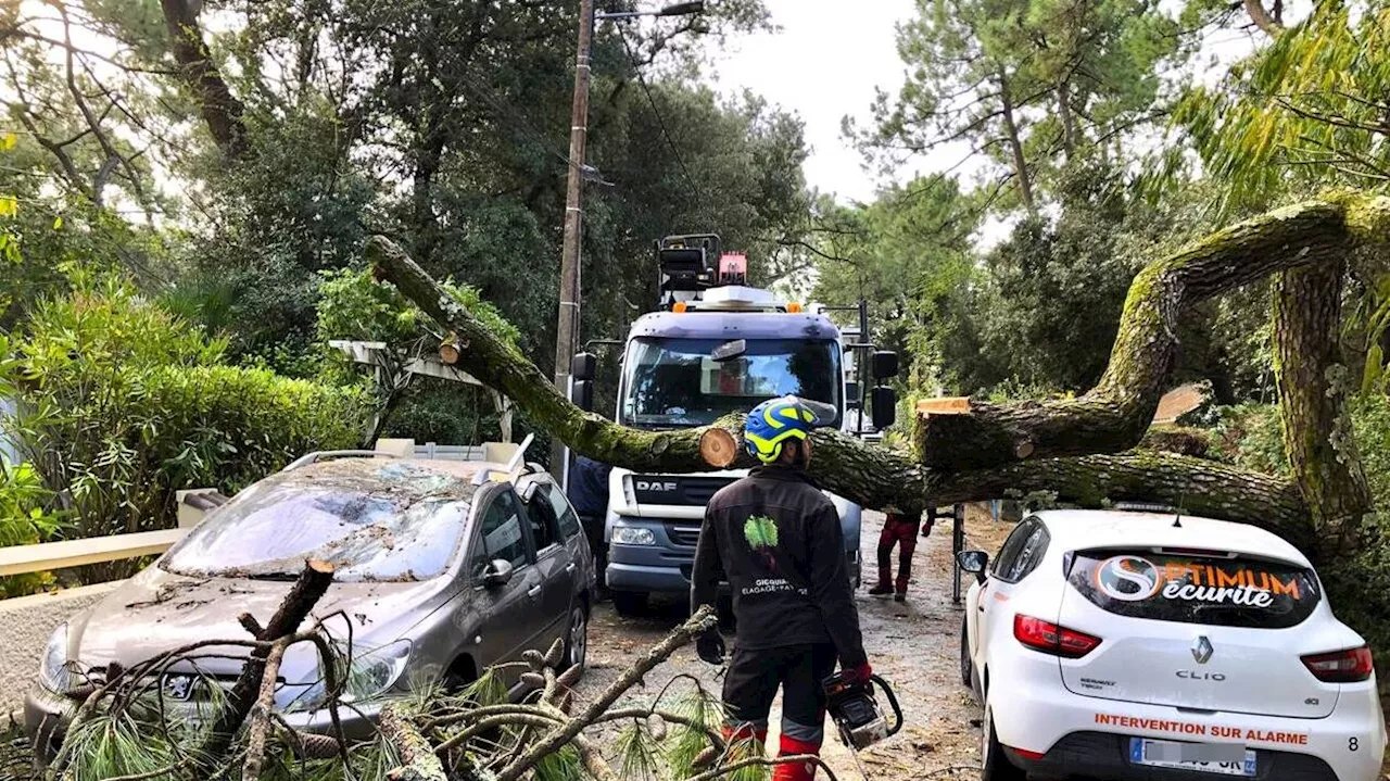 Tempête Ciaran. Entre Saint-Nazaire et La Baule, les arbres déracinés par dizaines