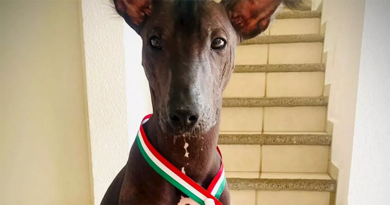 Xoloitzcuintles: una raza resistente y llena de historia; Tenoch y Olita promueven su legado en Guanajuato