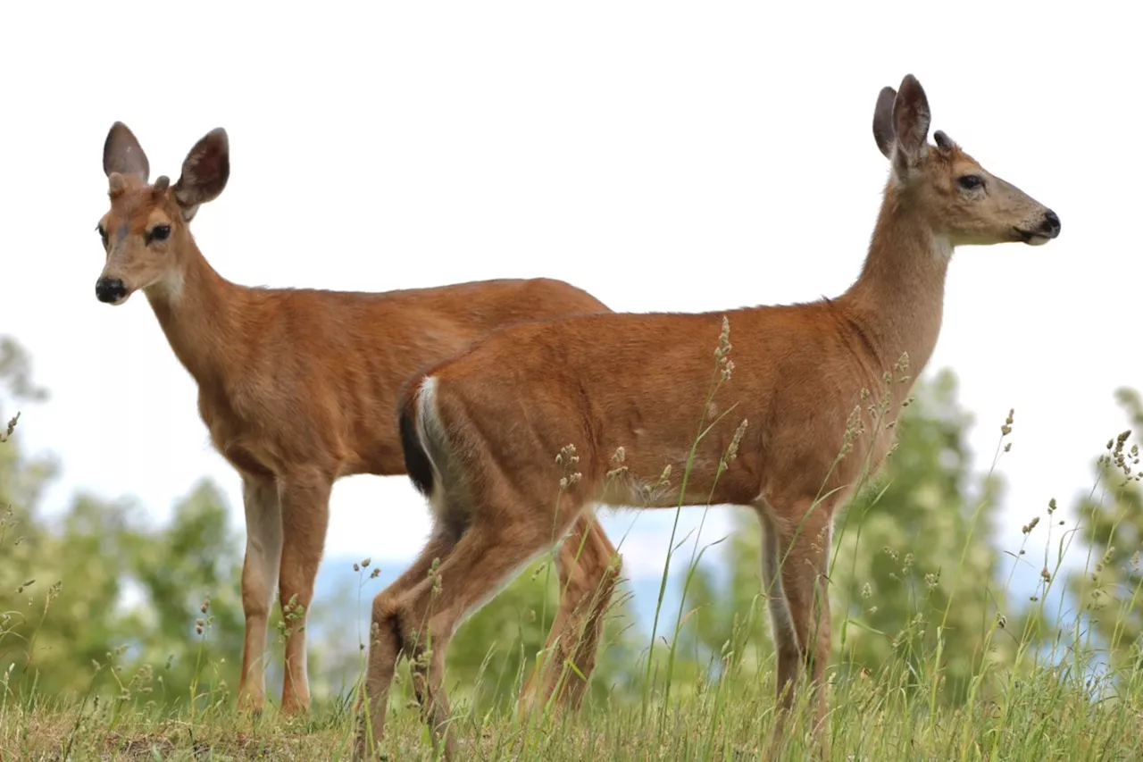 Deer 'determined to kill' chases Okanagan woman