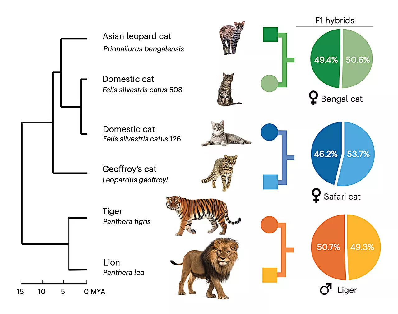 Genome sequencing project reveals new secrets about cat evolution