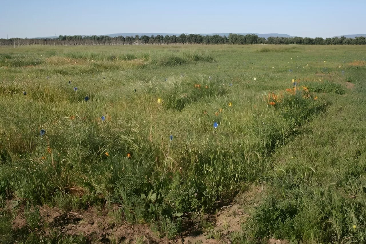 New study reveals overlooked driver of biodiversity across landscapes: Conditions during plant establishment