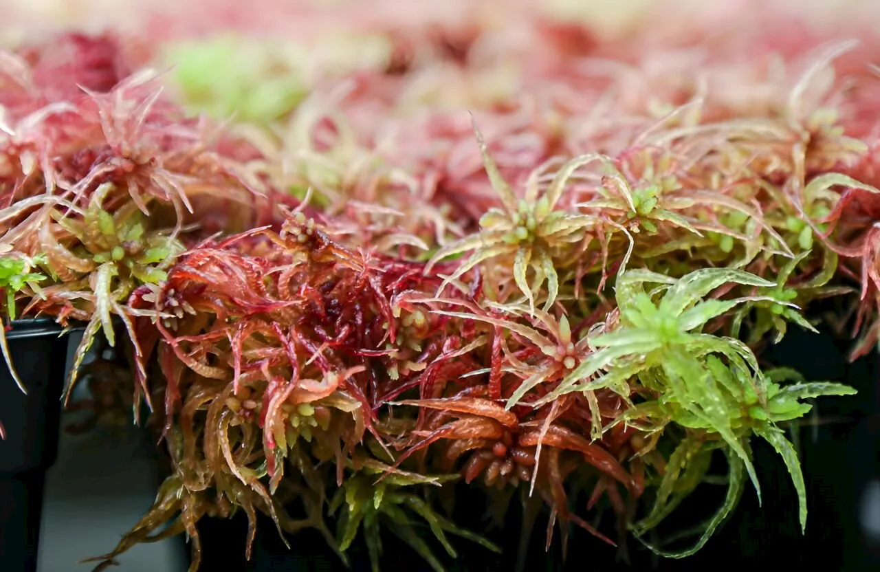 Researchers develop new method to analyze proteins in ecologically significant moss