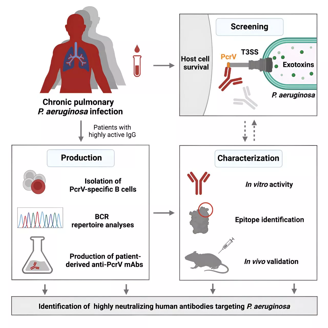 Scientists discover novel antibodies that target resistant bacteria