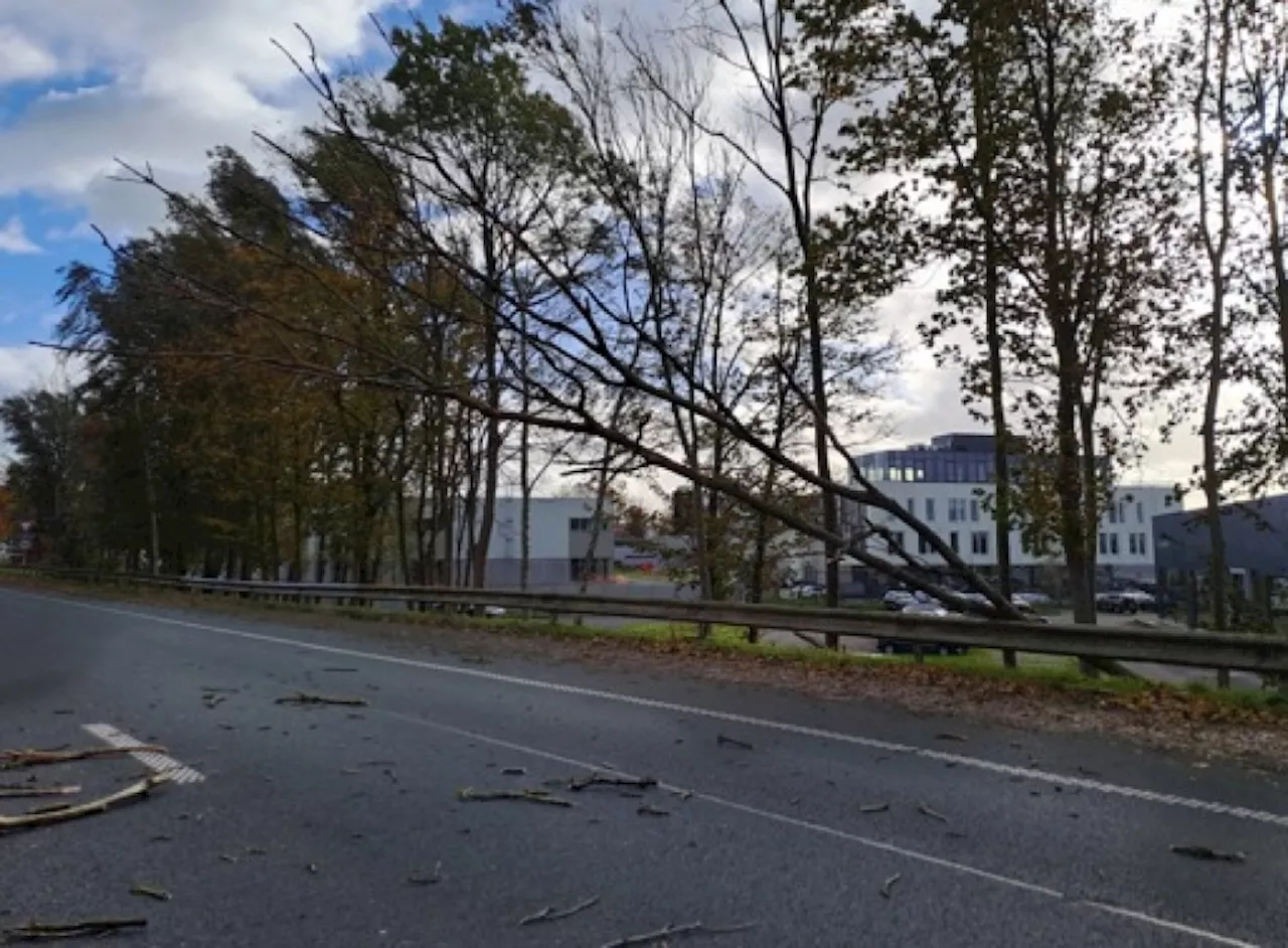 De nombreux arbres tombés sur les routes belges mais pas de grosses perturbations