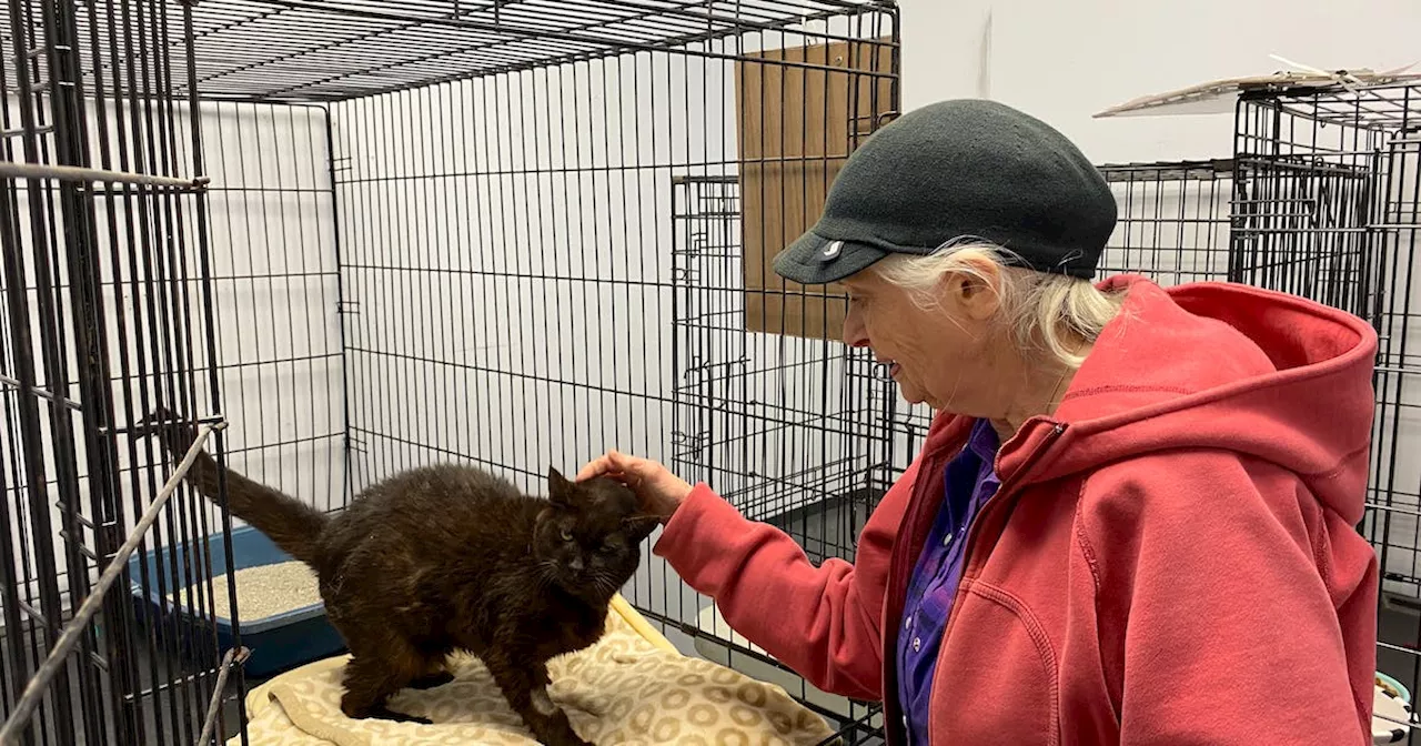 'It’s a struggle but we’re managing': NL West SPCA has set up a shelter for hoarded Corner Brook cats in a new location