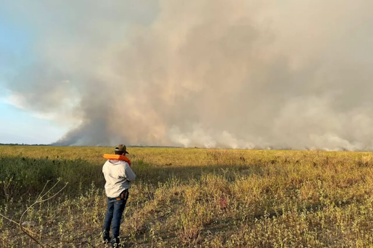 Jaguar haven in Brazil’s Pantanal burns amid ‘new normal’ of wildfires