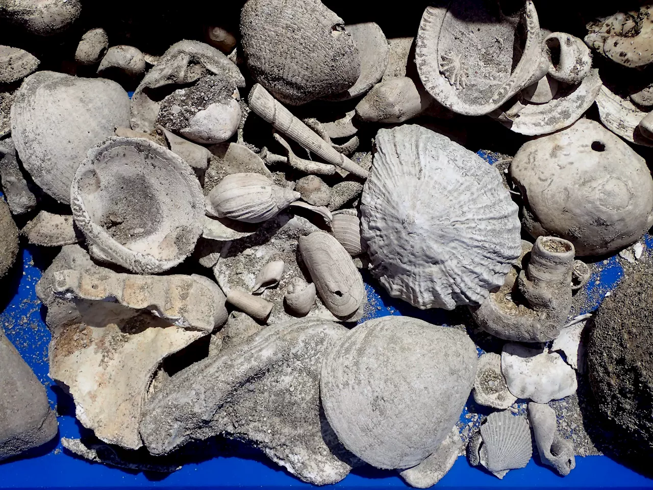– Scientists Discover Fossil Treasure Trove Under Wastewater Pipe