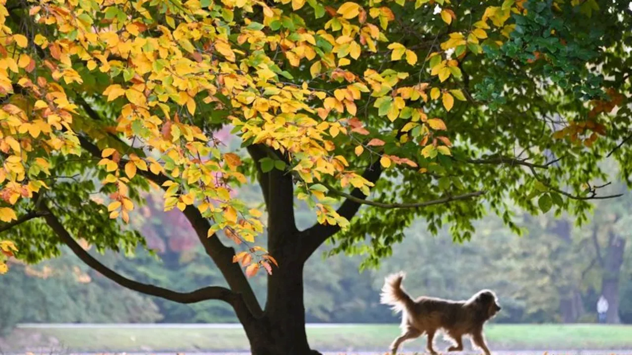 Bremen: Nach Hundeattacke auf Mädchen sollen Halter Prüfung ablegen