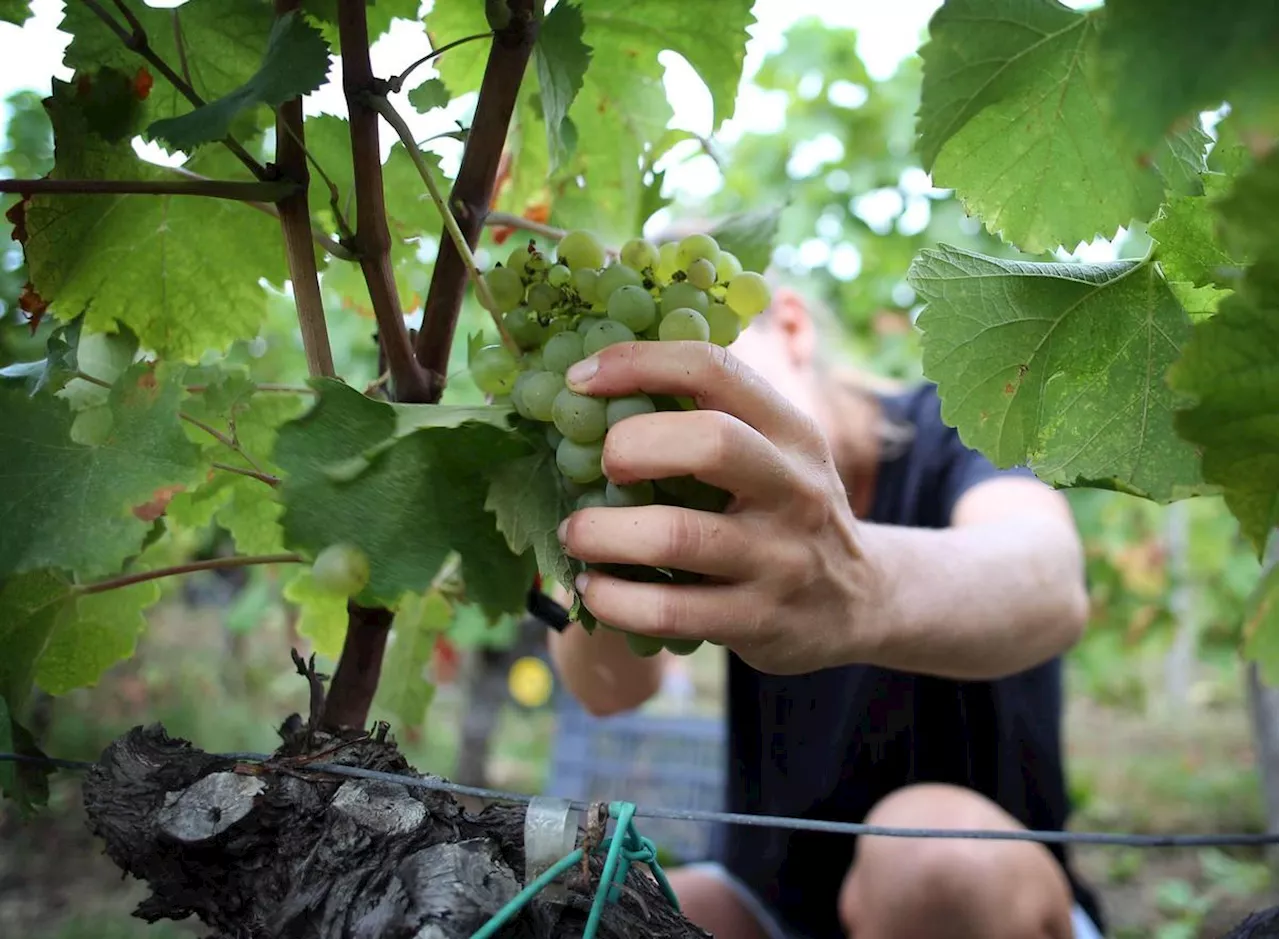 Crise des vins de Bordeaux : « Il faut réagir tôt et ne pas faire l’autruche »