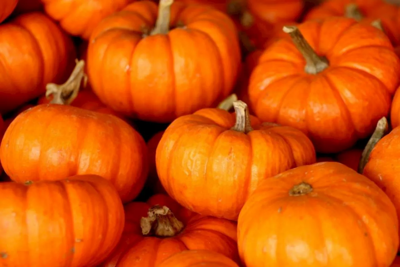 Halloween pumpkins - four ways to recycle them