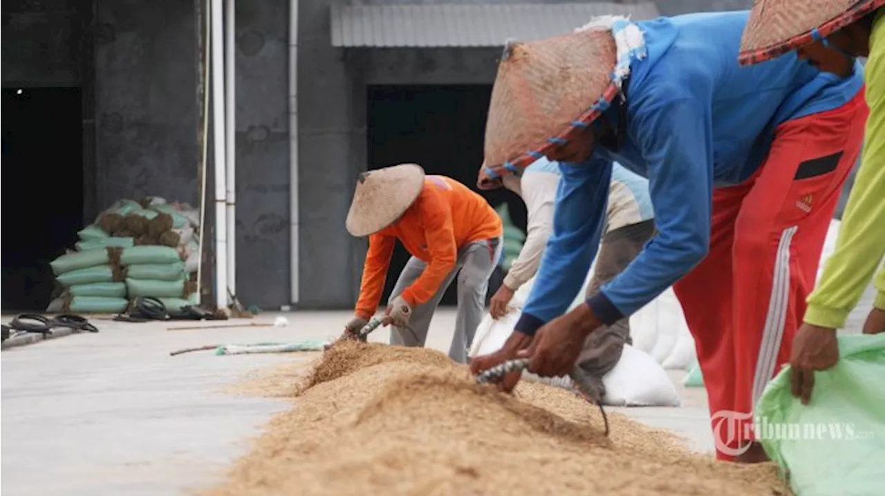 Karena El Nino Bikin Produksi Beras Turun, Pabrik Penggilingan Padi Turun 40 Persen