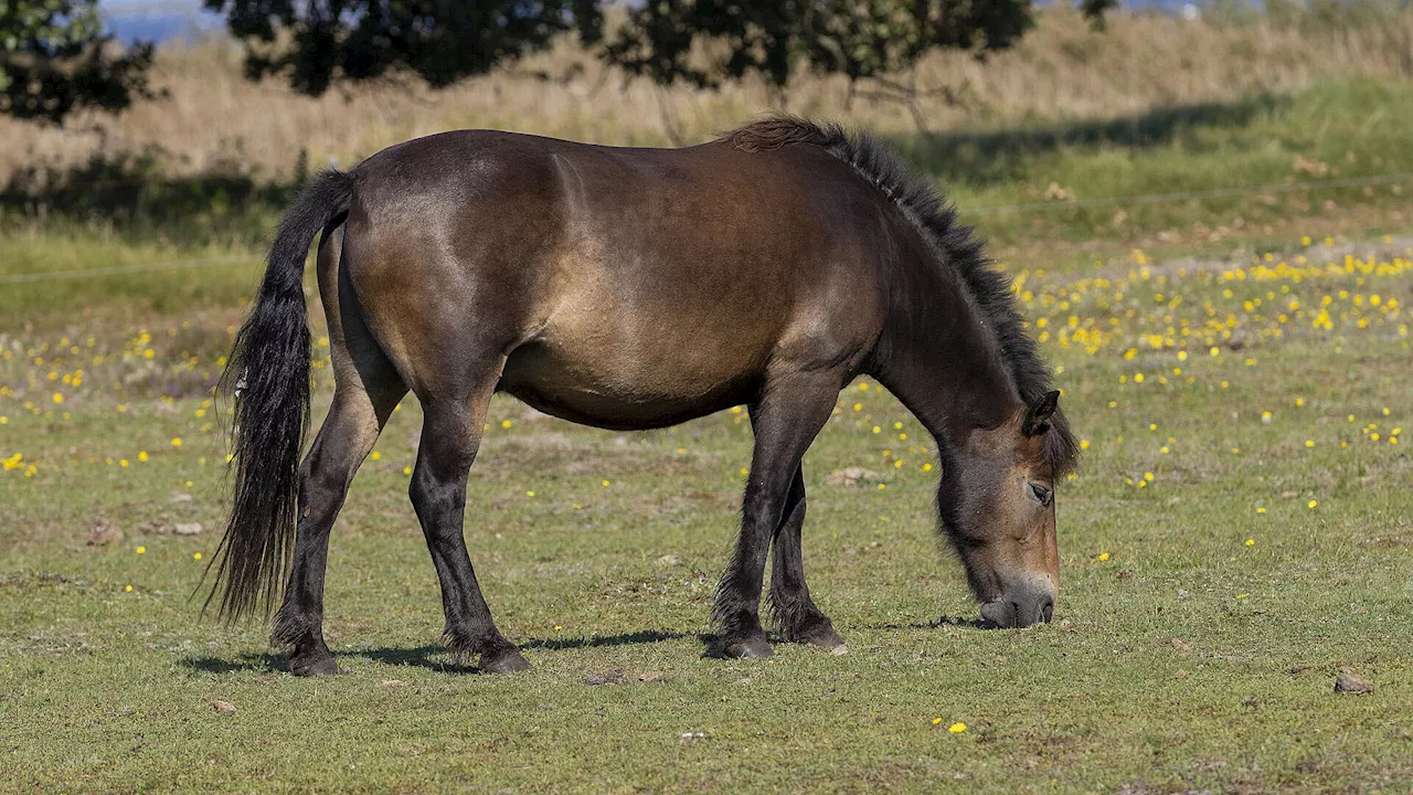 Heste løb rundt på vejen midt om natten