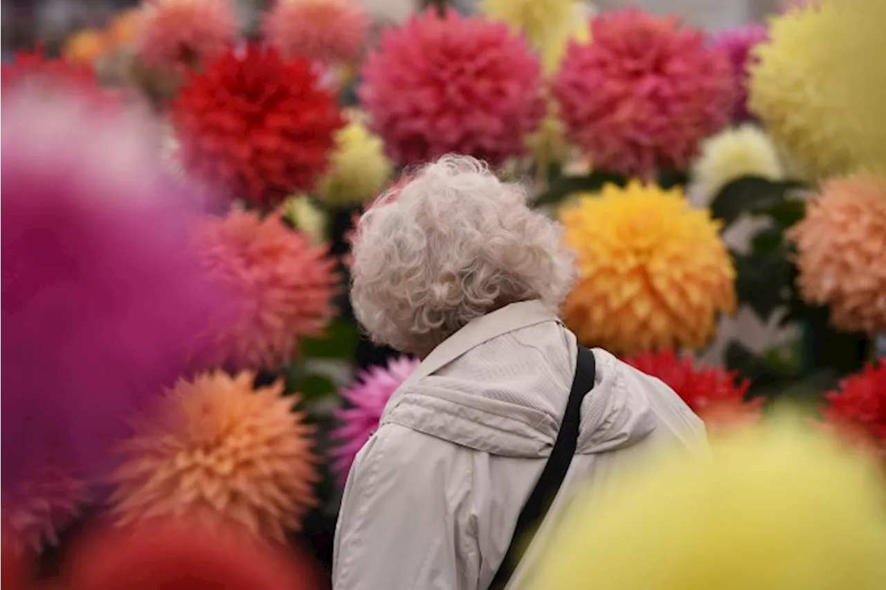 Finados deve aumentar venda de flores em 25%, projeta Grupo Pão de Açúcar