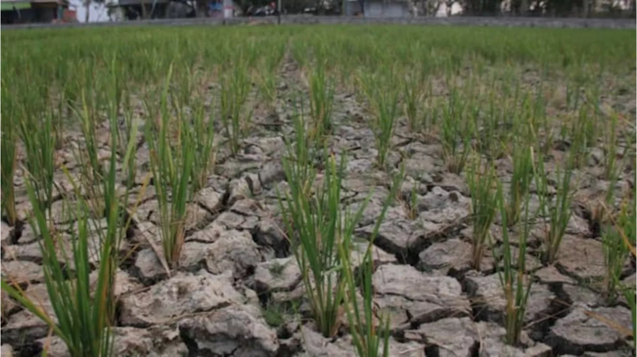 Harga Beras dan Cabai Naik Gegara El Nino, Kemenkeu Optimalkan APBN