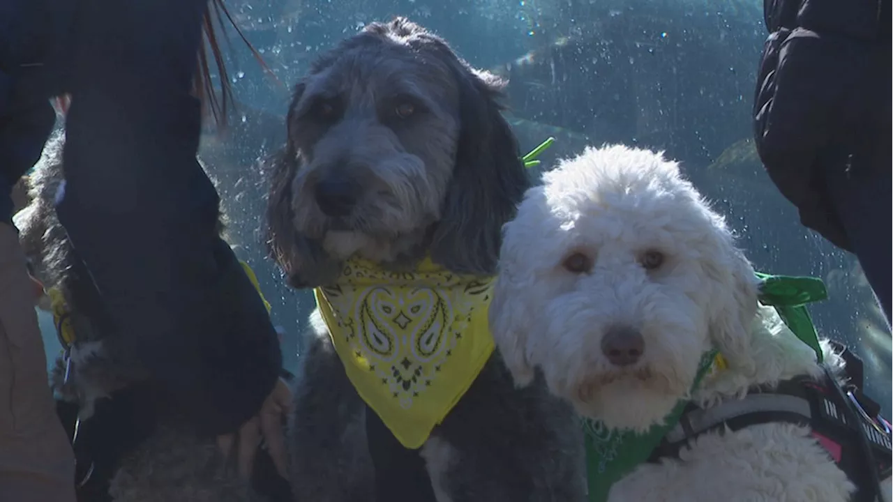 Police therapy dogs train at Columbus Zoo