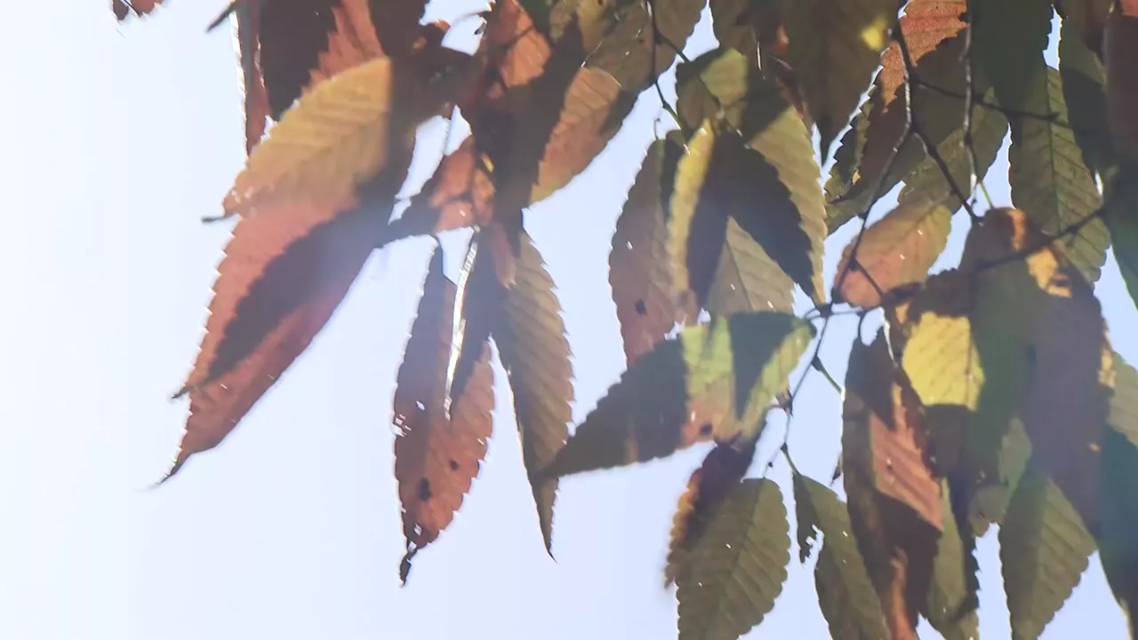 [날씨] 늦가을 맞아? 이례적 고온...경주 29.4℃, 서울 25.9℃