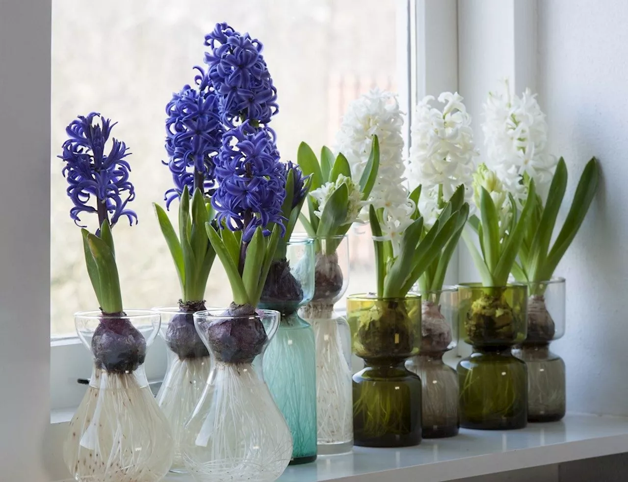 Forcing Bulbs into Bloom: A Holiday Tradition