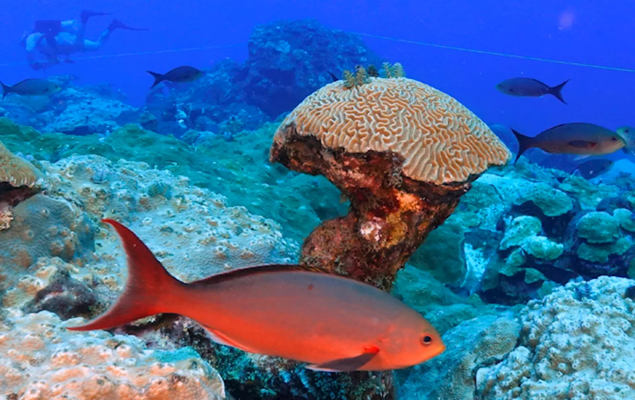 Stunning Coral Reefs Found in Gulf of Mexico