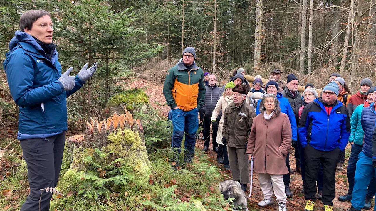 Borkenkäferbefall im Nationalpark Bayerischer Wald