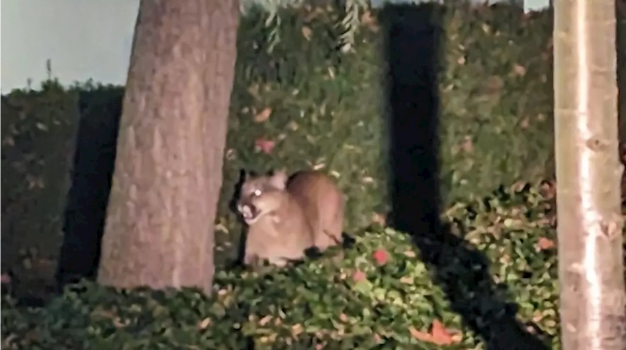 Authorities Warn Public to Avoid Victoria Neighbourhood After Cougar Sighting