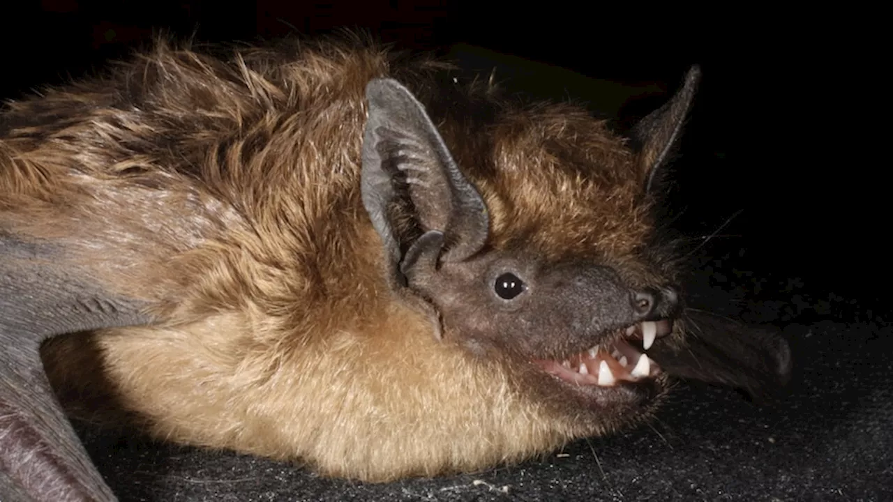 Bat species uses oversized penis as an extra limb, not for sex