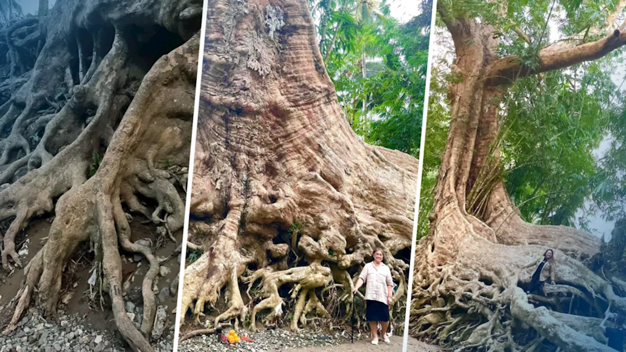 Giant Dao tree in Tuburan: Nature&#8217;s gift worth keeping and protecting