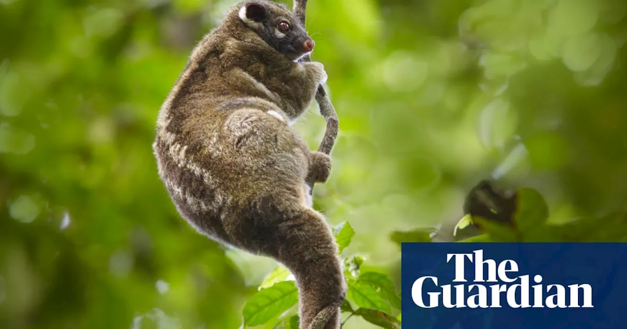 Report Warns of Declining Health of Species in Queensland