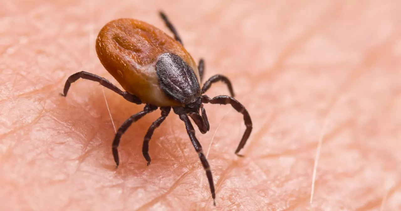 Ticks Becoming More Active in Winter Months as Climate Warms