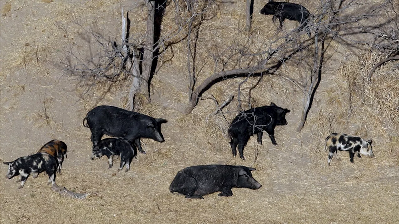 Invasive 'Super Pigs' from Canada Threaten Northern US States