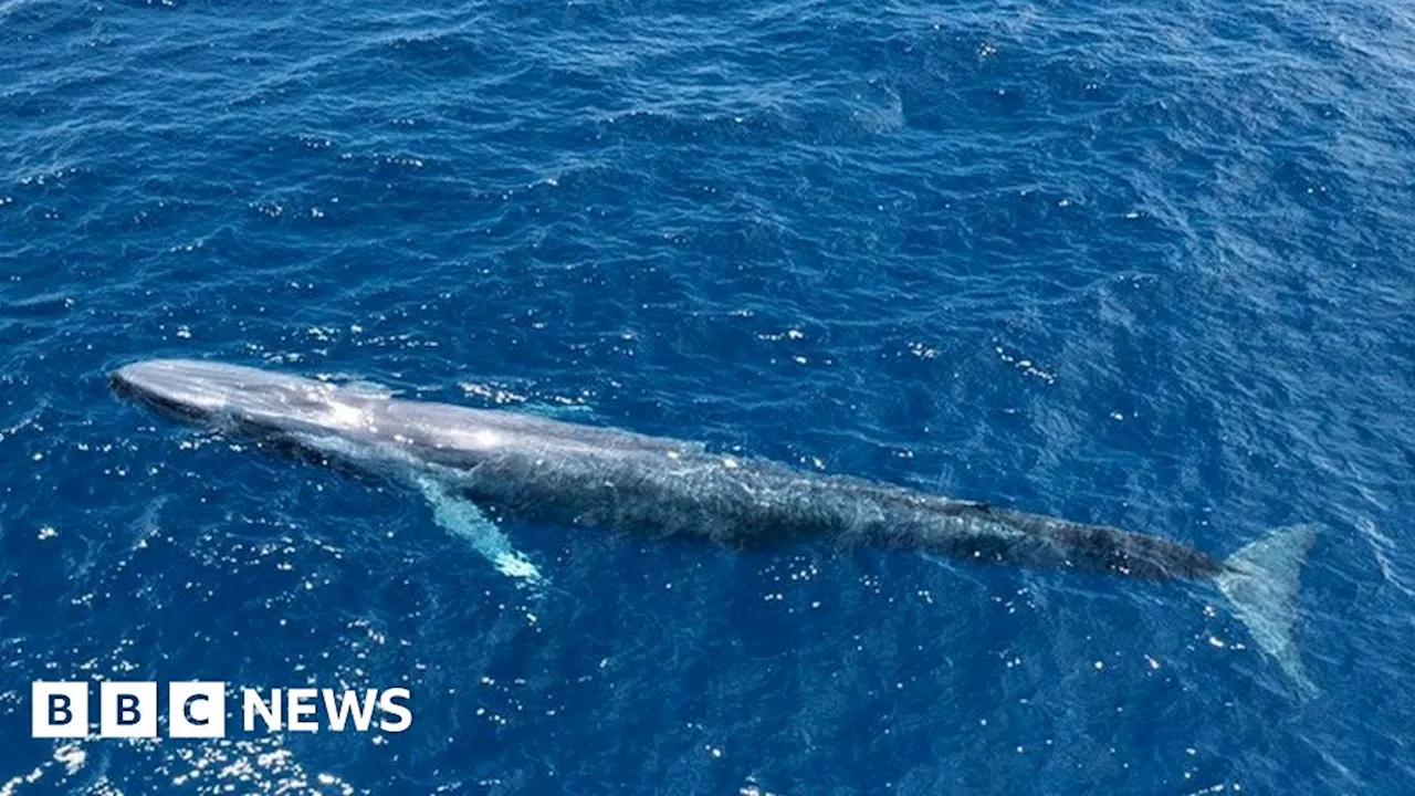 Blue Whales Return to Indian Ocean Decades After Whaling