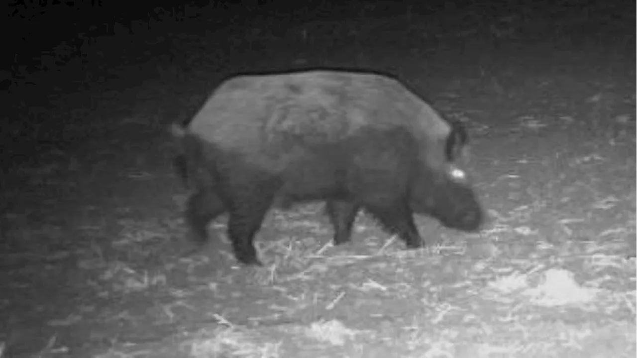 Invasive 'super pigs' in Canada threaten to invade northern US states