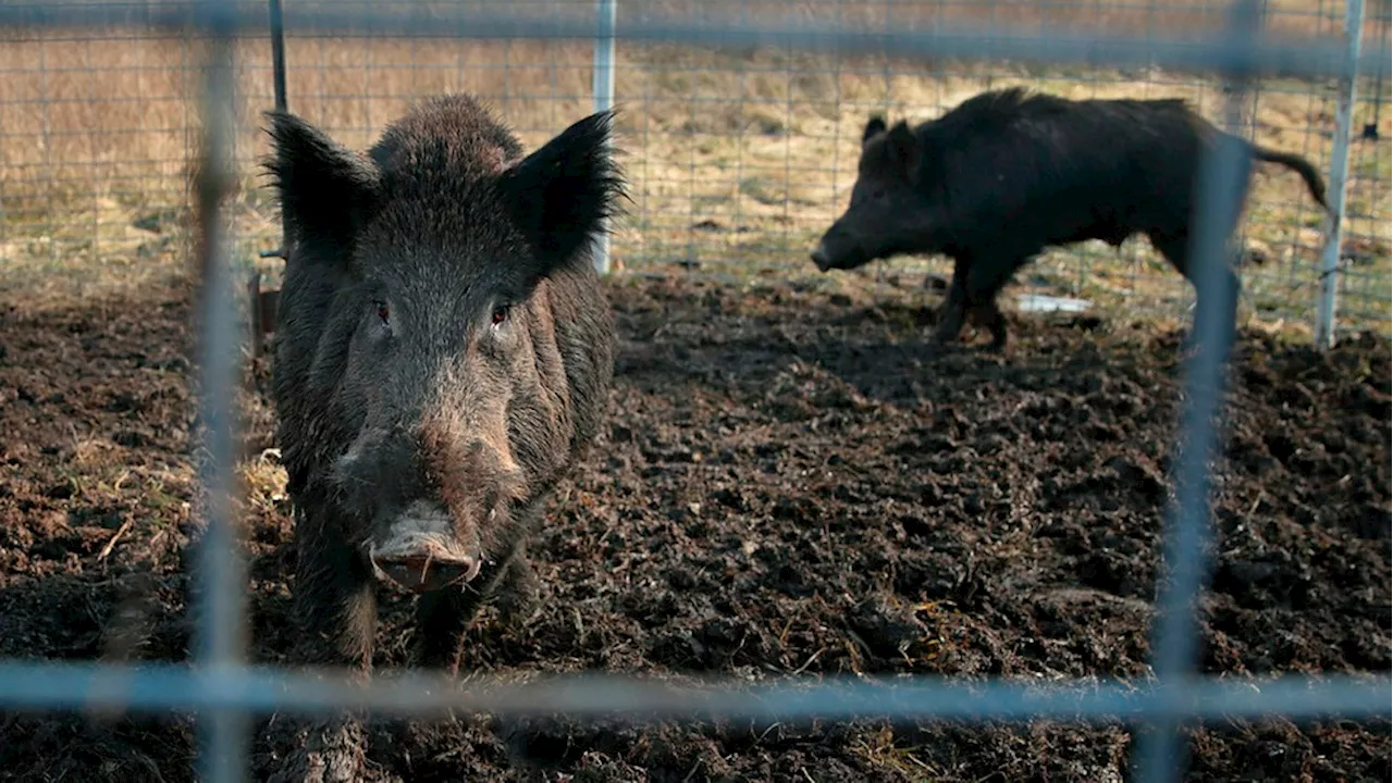 Feral Pigs Becoming an Ecological Threat in Canada